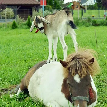 Ferienhaus Loft Nad Stawem 4d4dz *