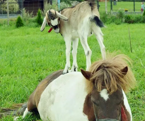 Hébergement de vacances Loft Nad Stawem 4d4dz *